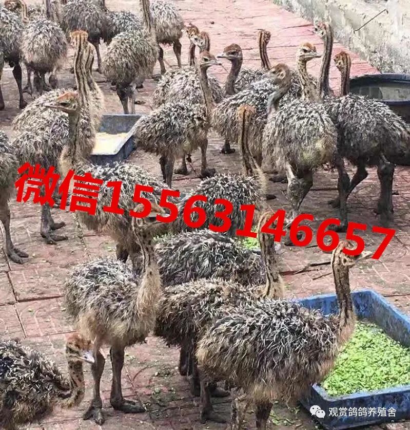 鸵鸟养殖书哪里有卖的_最新版养殖鸵鸟书籍_鸵鸟养殖技术教科书