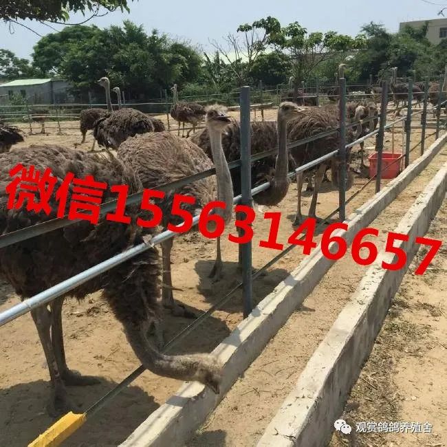 鸵鸟养殖书哪里有卖的_最新版养殖鸵鸟书籍_鸵鸟养殖技术教科书