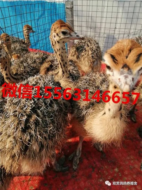鸵鸟养殖技术教科书_鸵鸟养殖书哪里有卖的_最新版养殖鸵鸟书籍