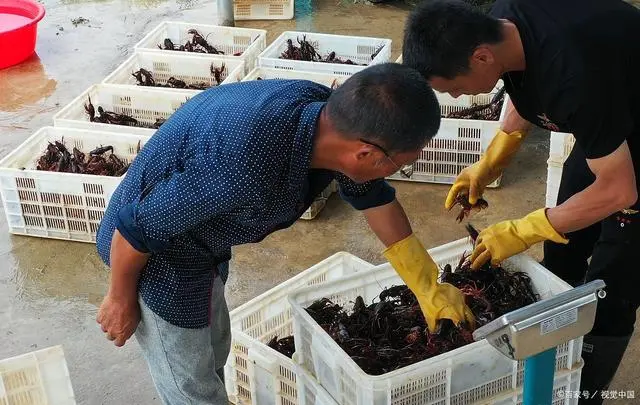 陈忠诚蝎子养殖技术视频_蝎子养殖技术完整版_最新蝎子养殖技术陈忠诚