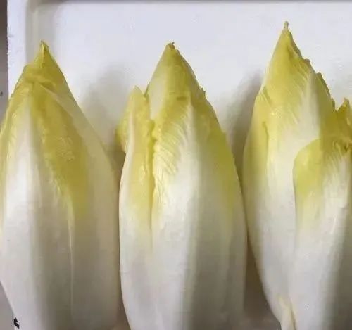 致富经蔬菜种植视频_致富经种蔬菜种出千万财富_种植新奇蔬菜致富
