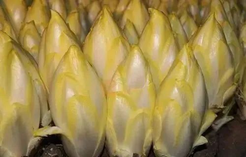 致富经蔬菜种植视频_致富经种蔬菜种出千万财富_种植新奇蔬菜致富