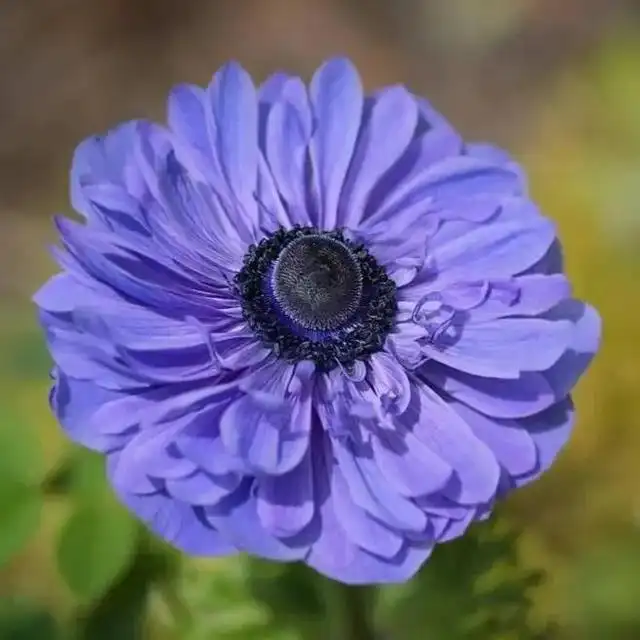 大岩桐花期养护_夏季养大岩桐花方法和技巧_花卉大岩桐养殖技术