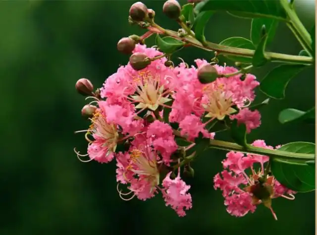 夏季养大岩桐花方法和技巧_大岩桐花期养护_花卉大岩桐养殖技术