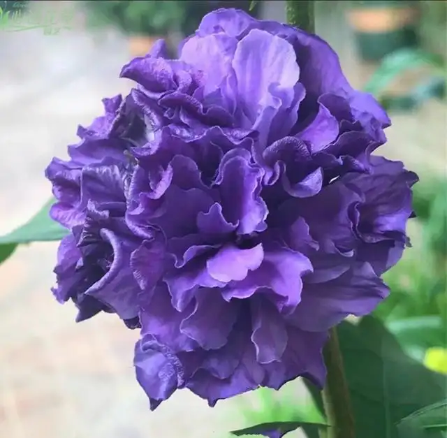 夏季养大岩桐花方法和技巧_大岩桐花期养护_花卉大岩桐养殖技术
