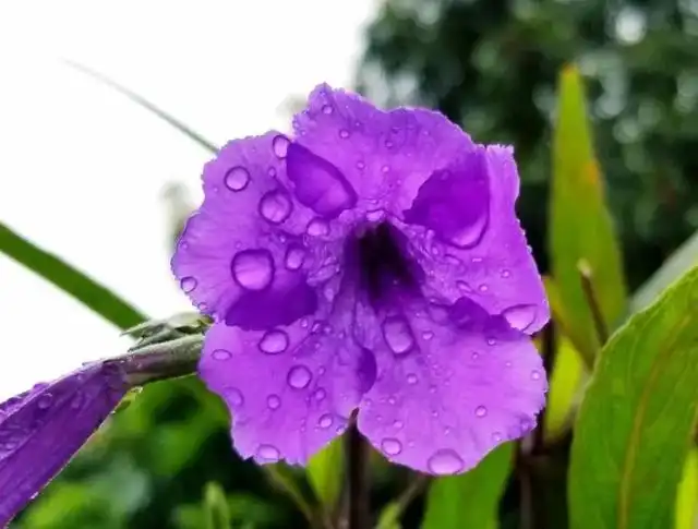 夏季养大岩桐花方法和技巧_大岩桐花期养护_花卉大岩桐养殖技术