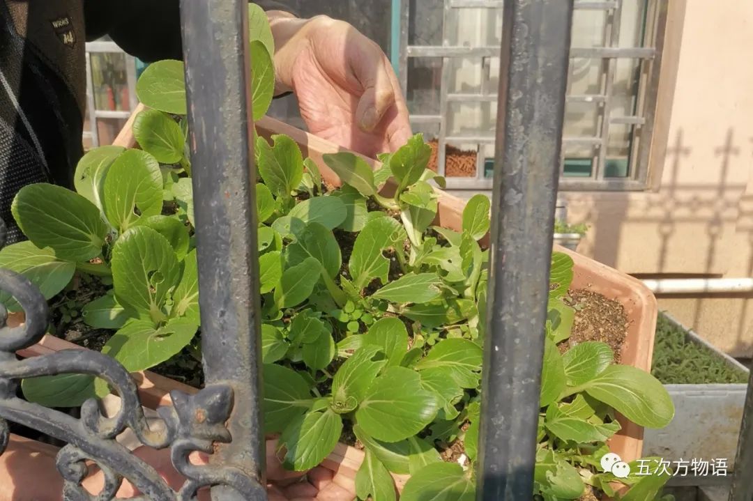 春天来了，推荐10种“新奇”的阳台蔬菜，可以试种一下