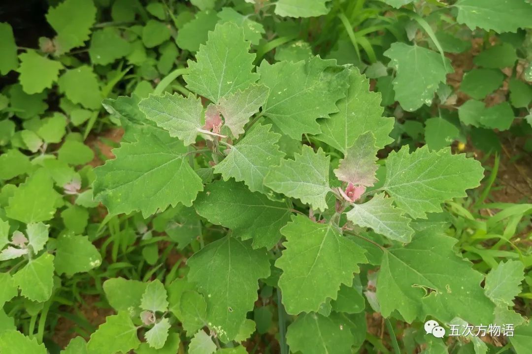 农村种植蔬菜致富方案_种蔬菜致富经_种植新奇蔬菜致富