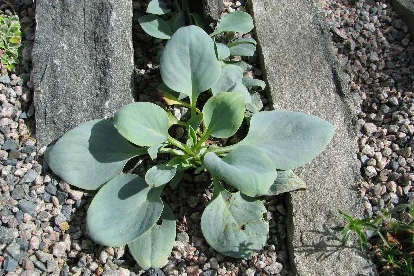 农村种植蔬菜致富方案_种植新奇蔬菜致富_种蔬菜致富经