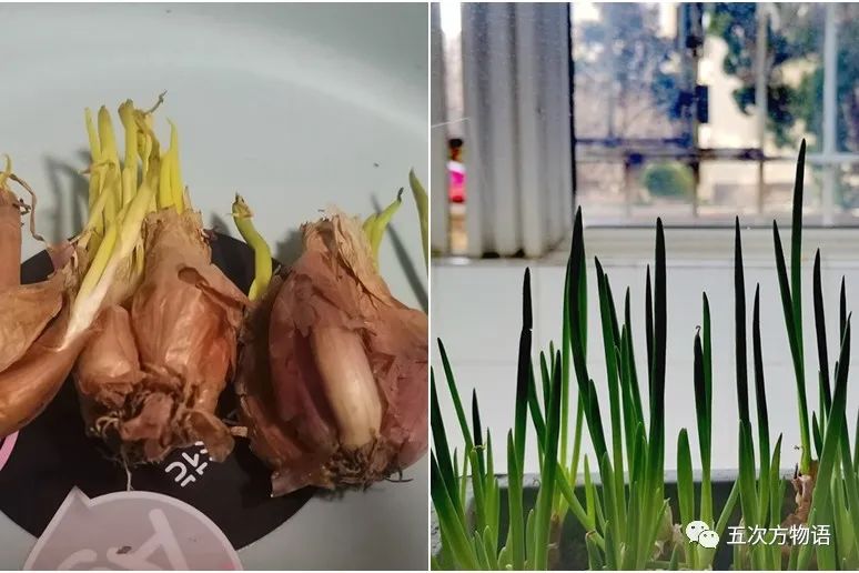 种植新奇蔬菜致富_种蔬菜致富经_农村种植蔬菜致富方案