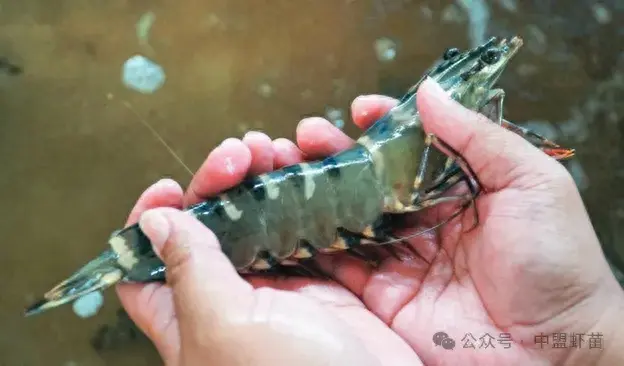 致富经南斑节对虾_2021年斑节对虾多少钱一斤_斑节对虾养殖视频