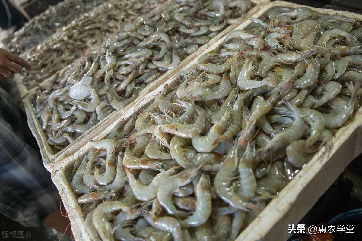 斑节对虾和南美白对虾区别_致富经南斑节对虾_2021年斑节对虾多少钱一斤