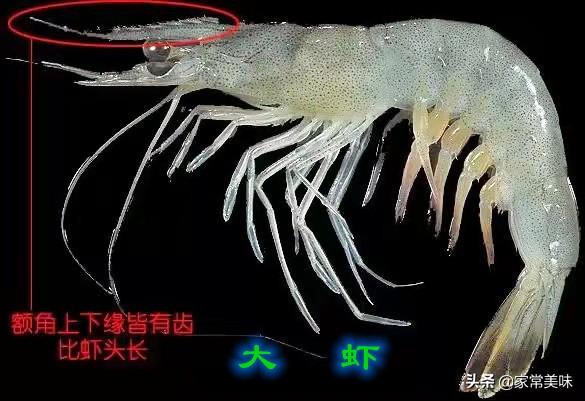 致富经南斑节对虾_斑节对虾和南美白对虾区别_南非斑节对虾