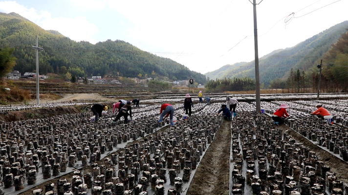黑木耳养殖基地_黑木耳养殖致富_养殖黑木耳技术
