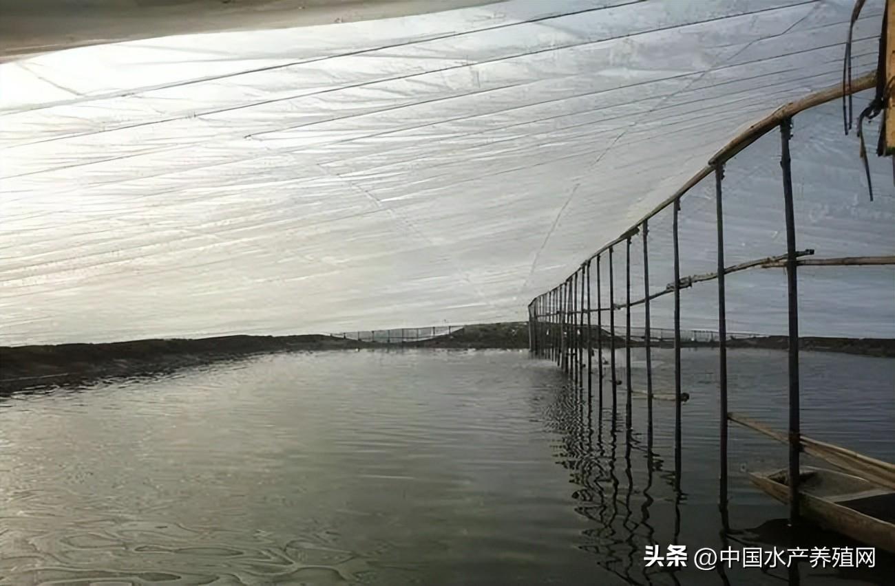 致富经南斑节对虾_南非斑节对虾_斑节对虾和南美白对虾