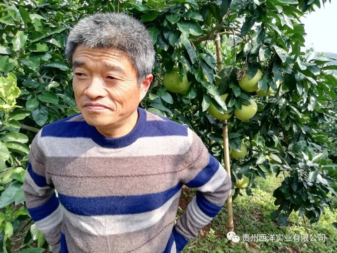 柚子种植前景_柚子种植致富新闻_种柚子赚钱吗