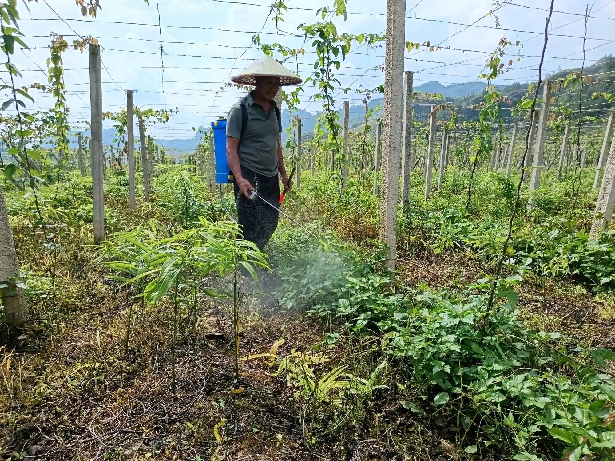 黄精种植致富新闻_黄精种植致富新闻_黄精种植致富新闻