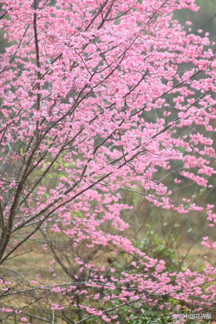致富经樱花_樱花价值_致富经樱花之王
