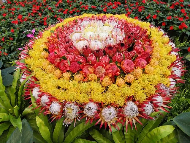 致富经樱花_樱花价值_致富经樱花之王