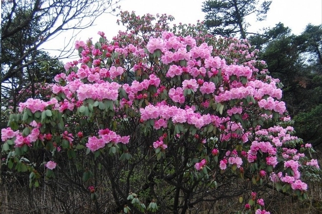 致富经樱花_樱花价值_致富经樱花之王
