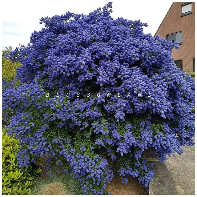 致富经樱花_致富经樱花之王_樱花价值