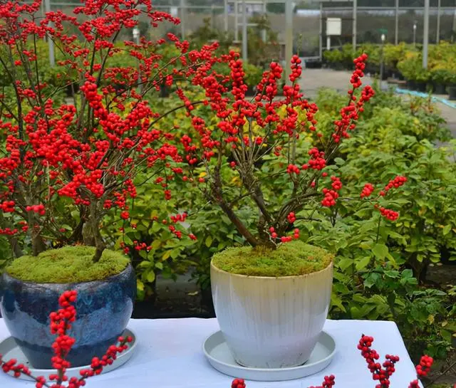 致富经樱花之王_樱花价值_致富经樱花