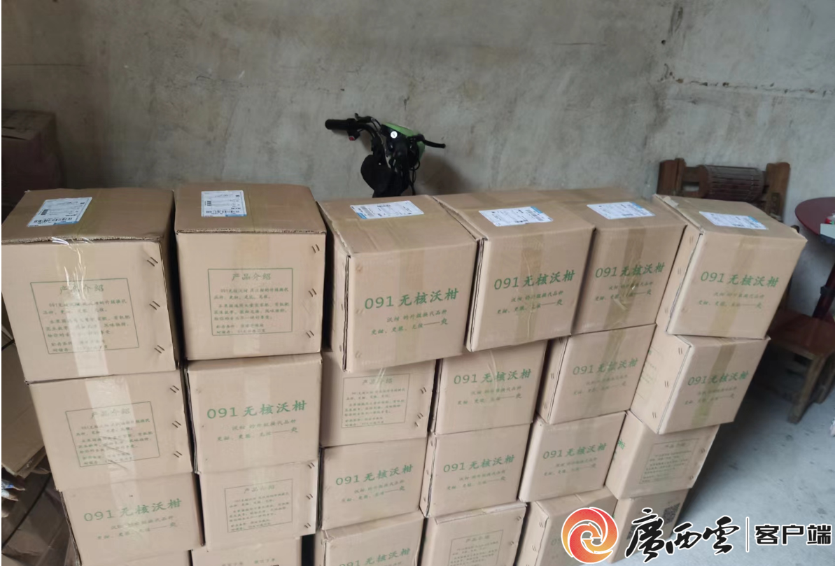 沃柑60亩赚900万_沃柑收益_cctv沃柑致富经