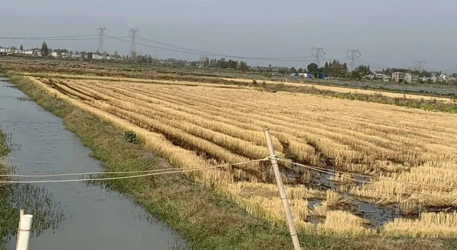 尤虾养殖技术_金刚虾养殖技术_罗氏沼虾养殖技术