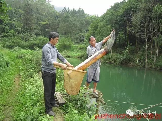 养殖鳗鱼利润怎么样_鳗鱼养殖致富_致富养殖鳗鱼怎么样