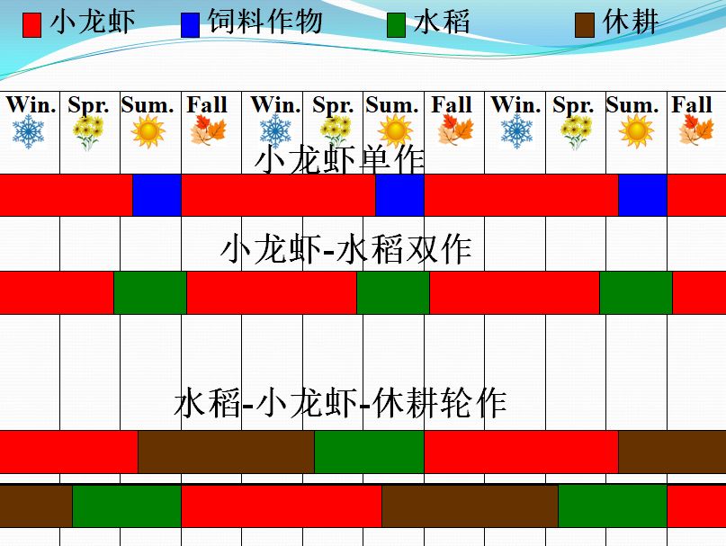 致富经小龙虾养殖技术视频_国外龙虾养殖_致富经养外国小龙虾