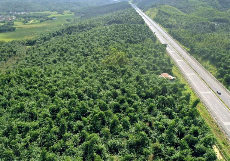 剑指千亿市场目标，竹产业已成为南粤山区特色支柱产业