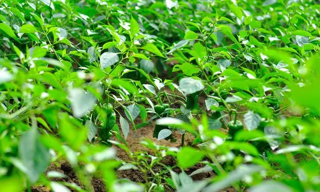 大棚什么时候种植辣椒，栽培技术要点是什么？注意事项是什么？