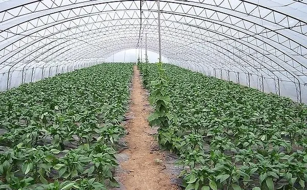 大棚种植葡萄技术视频_温室大棚葡萄的种植管理技术_全套温室大棚葡萄种植技术