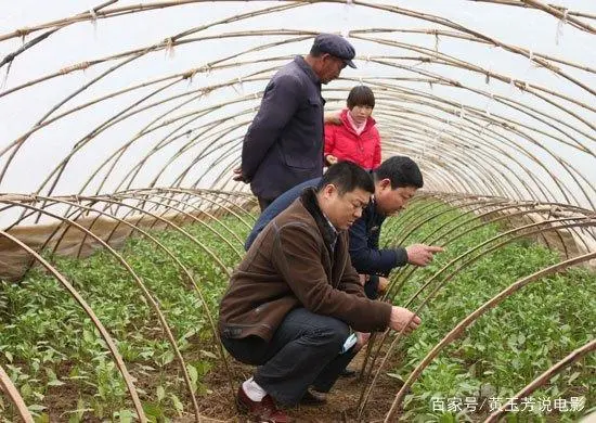 大棚种植葡萄技术视频_全套温室大棚葡萄种植技术_温室大棚葡萄的种植管理技术