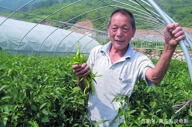 全套温室大棚葡萄种植技术_大棚种植葡萄技术视频_温室大棚葡萄的种植管理技术