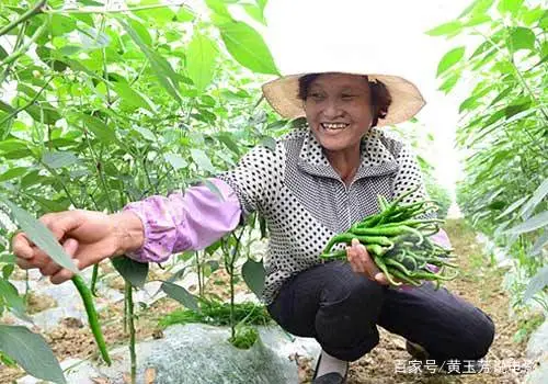 全套温室大棚葡萄种植技术_大棚种植葡萄技术视频_温室大棚葡萄的种植管理技术