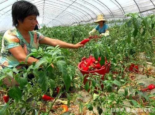 全套温室大棚葡萄种植技术_温室大棚葡萄的种植管理技术_大棚种植葡萄技术视频
