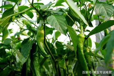 温室大棚葡萄的种植管理技术_全套温室大棚葡萄种植技术_大棚种植葡萄技术视频