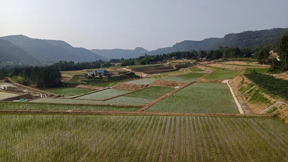 优质作物推广成效及经验_成效作物优质推广经验怎么写_推广农作物