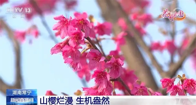 致富经樱花之王_樱花价值_致富经樱花