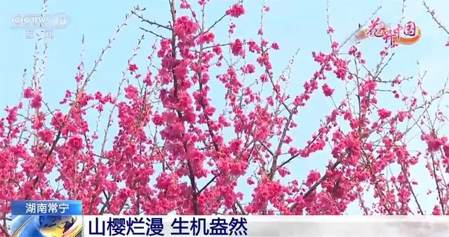 致富经樱花之王_樱花价值_致富经樱花