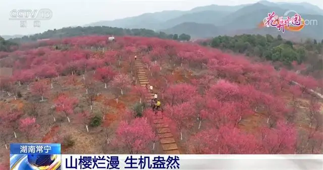樱花价值_致富经樱花_致富经樱花之王