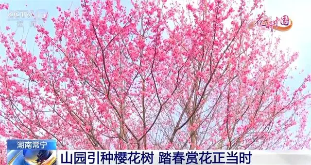 樱花价值_致富经樱花之王_致富经樱花