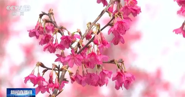 致富经樱花之王_致富经樱花_樱花价值