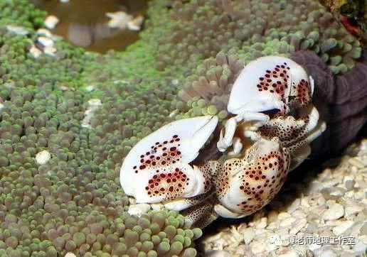养殖海水螃蟹技术_螃蟹海水养殖技术视频_螃蟹海水养殖技术要求