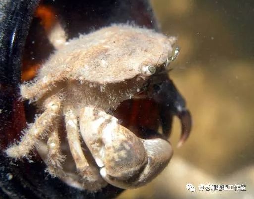 螃蟹海水养殖技术视频_养殖海水螃蟹技术_螃蟹海水养殖技术要求