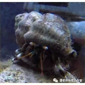 养殖海水螃蟹技术_螃蟹海水养殖技术视频_螃蟹海水养殖技术要求