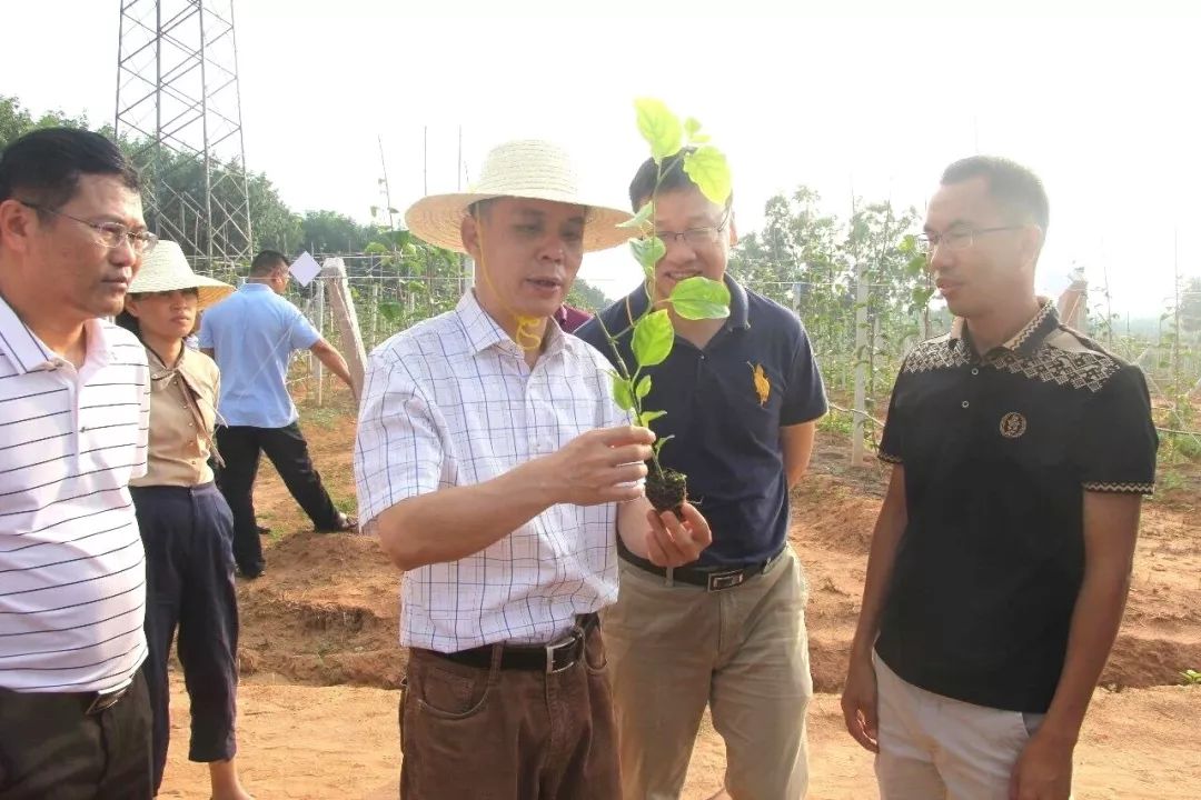 种植扶贫致富_农村致富项目种植_农村种植扶贫新项目