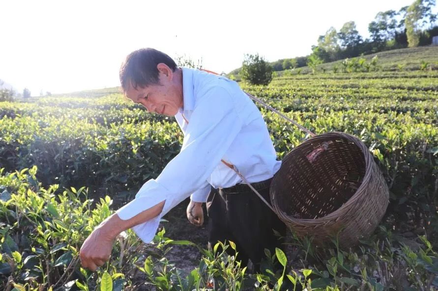 农村种植扶贫新项目_种植扶贫致富_农村致富项目种植