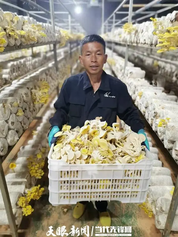 农村致富项目种植_扶贫种植有什么项目_种植扶贫致富